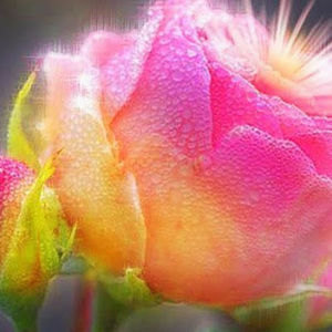 Meet your Posher, Natalya